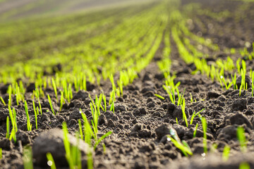 Young sprouts of winter wheat of grain crops. Fertile agricultural land. Seedlings of grain crops under the rays of the sun - obrazy, fototapety, plakaty
