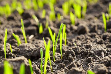 Close up young sprouts of winter wheat. Young wheat seedlings growing on a field in autumn