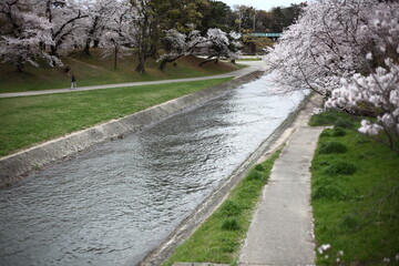 桜の名所を流れる川　