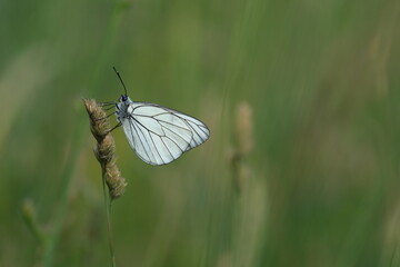 Black veined White butterfly in the wild, white butterfly resting on a plant