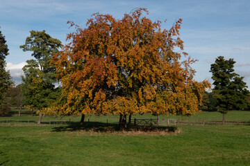 autumn landscape with trees