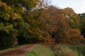 autumn in the park