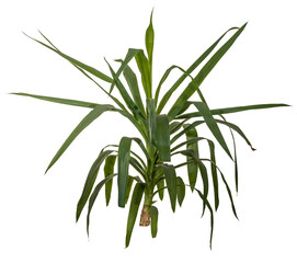 green leaves of yucca palm / yuca isolated on transparent background - png - image compositing footage - alpha channel 