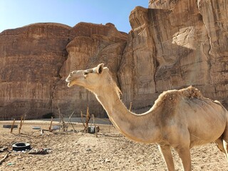 Camel in Saudi Arabia