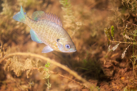 Colorful Dollar Sunfish in it's natural environment in an inland lake.
