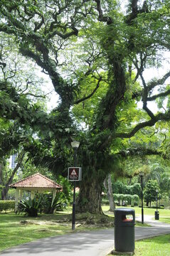 Big Tree Tropic Rain Forest, City Park