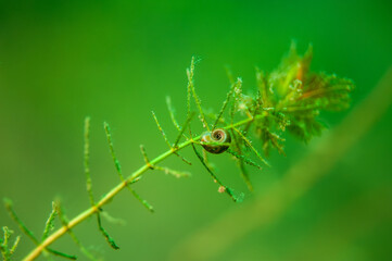 Ram's Horn snail Planorbella trivolvis freshwater air-breathing snail 
