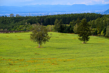 秋の緑の草原に立つシラカバ
