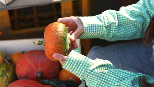 Farmer woman takes out a small pumpkin from a wooden box