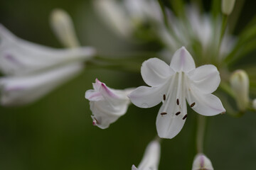 満開の白いアガパンサスの花
