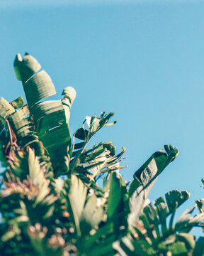 Close-up of a banana palm tree against a blue sky, Hawaii, USA