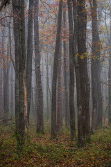 misty autumn forest