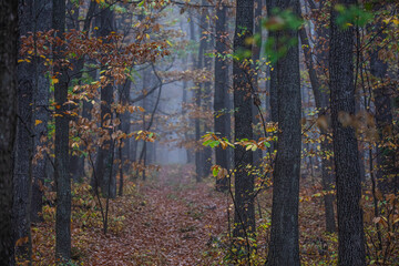 Fototapeta premium misty autumn forest in the morning