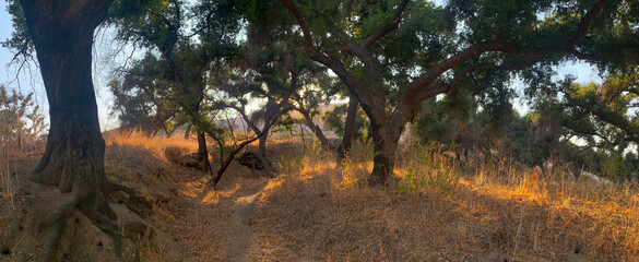 Cheeseboro Canyon, Agoura Hills, California