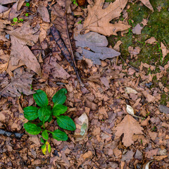 Beautiful nature's feast offered by earthy colored leaves with a green 