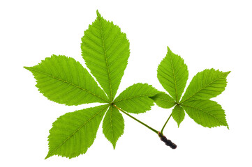 Blatt einer Kastanie