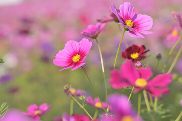 満開に咲きそろったコスモス