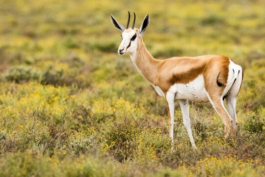 Closeup of a springbok in the scenic green field