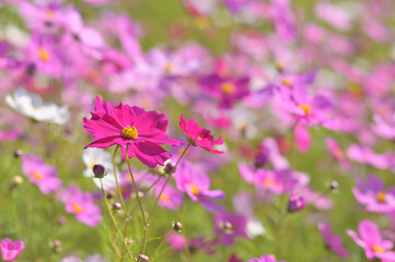 カラフルに咲きそろった綺麗なコスモス