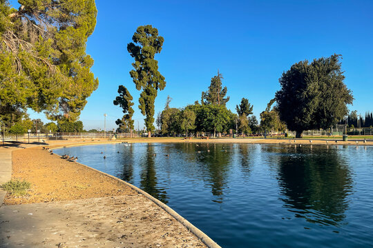 Trees Reflected in Reseda Pond, San Fernando Valley