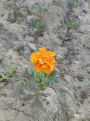 Orange flower in the garden
