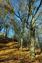 Rural landscape with hill in the park with oaks and other trees and yellow fallen leaves on the ground in golden autumn period