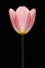 A pink Tulip isolated on black
