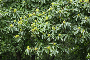 Sweet Chestnuts growing on their tree
