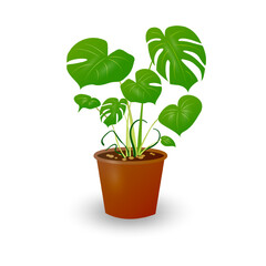Beautiful houseplant in a pot isolated on white background. Monstera in a flowerpot. Vector illustration.
