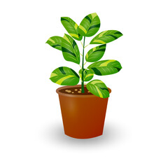 Ficus plant in pot isolated on white background. Decorative plant for home interior or office. Room flower. Vector illustration.