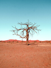 Fototapeta na wymiar Sossusvlei / Deadvlei Tree Namibia 