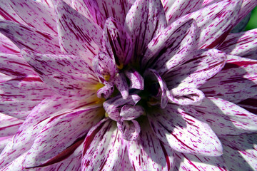 Dahlia Georginia beautiful flower closeup. Macro of single pale - violet Dahlia hybrida.
