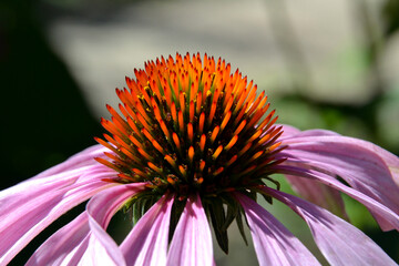 Echinacea purpurea (eastern purple coneflower, purple coneflower, hedgehog coneflower) flower. Echinacea purpurea pink coneflower flower in bloom.