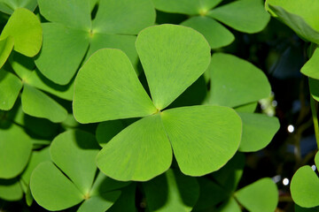 Marsilea quadrifolia; four leaf clover; European waterclover (USA), sushni (India), aalaik keerai