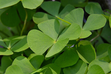 Fototapeta na wymiar Marsilea quadrifolia; four leaf clover; European waterclover (USA), sushni (India), aalaik keerai