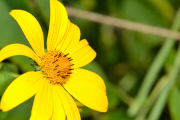 Helianthus strumosus, the pale-leaf woodland sunflower