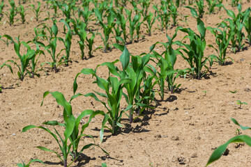 Young Green wheat seedlings growing in a soil field. Close up on sprouting rye agricultural on a field in sunset
