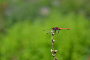 The ruddy darter (Sympetrum sanguineum), a species of dragonfly of the family Libellulidae. The male ruddy darter sitting on the dry tiny branch of  a plant. Macro insect photography. Selective focus