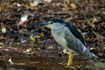 blue heron on the ground