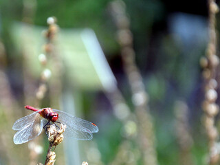 The ruddy darter (Sympetrum sanguineum), a species of dragonfly of the family Libellulidae. The...