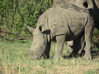 Fototapeta premium Rhinoceros