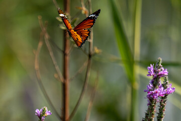 butterfly on a flower