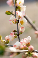 Fototapeta premium 木瓜の花