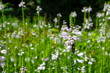 Physostegia virginiana, the obedient plant, obedience or false dragonhead