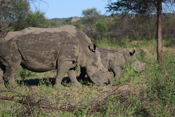 Rhinoceros Botswana