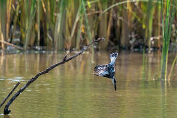A kingfisher diving into the water
