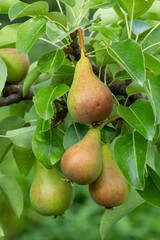 Pear tree. Pear green garden with fruit. Natural environment, outdoors