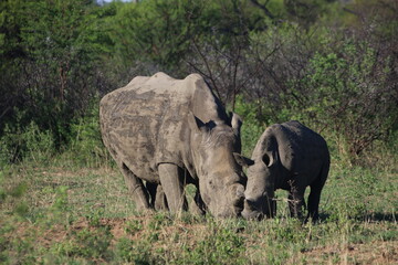 Fototapeta premium Rhinoceros Botswana