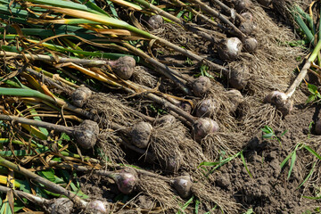 The dug-out garlic is dried on a garden bed on a summer day
