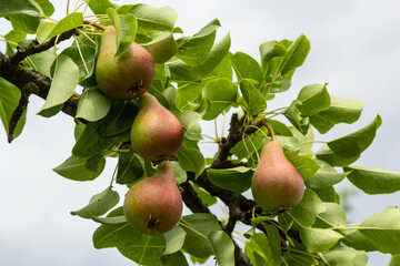 Pear tree. Pear green garden with fruit. Natural environment, outdoors